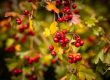 Photographe de paysages d'automne